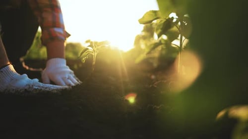 Male Farmer Hand Holding Leaf of Cultivated Small Plant with Pile of Arable Soil