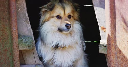 Chien bâtard roux avec collier enchaîné à une chaîne