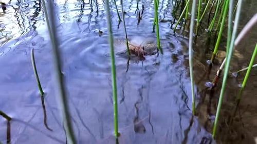 Eine Lachsfliege, die im Unkraut auf dem Wasser schwimmt