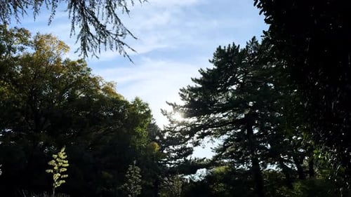 La lumière du soleil brille à travers de grands arbres à feuilles persistantes dans un cadre forestier serein sous un ciel bleu éclatant