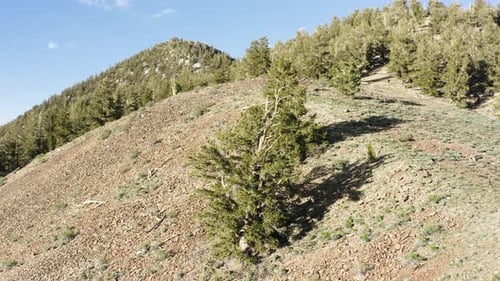 Greenery on Rocky Slope in Inyo National Forest