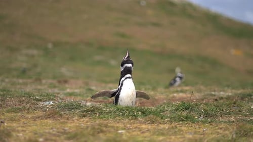 Typical Magellanic Penguin Ecstatic Display, Loud Territory Ownership Sound. Isla Magdalena, Chile