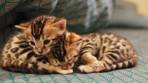 Two Bengal Kittens Sleeping on Pillow Together
