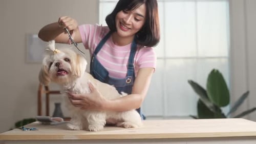 Groomer trimming haircut and combing dog fur at pet spa