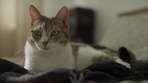 Gray and White Cat Lying on Blanket