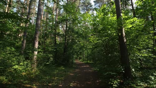 POV Camera Moves Along a Path Through a Lush Forest on a Summer Day