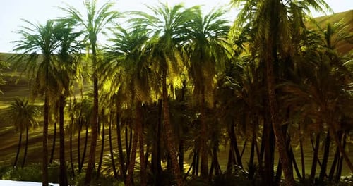 Lush Palm Trees Basking in Golden Sunlight in a Tranquil Oasis Setting