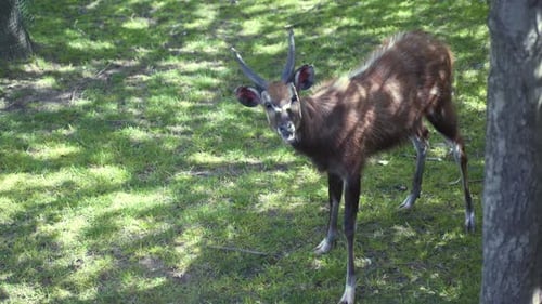 Statische 4K-Aufnahme einer Sitatunga-Antilope, die still auf einer Grasebene im Schatten eines Baumes steht, Klo
