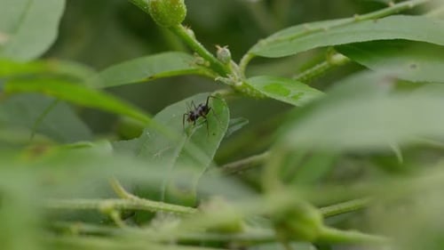 Ant in wilderness