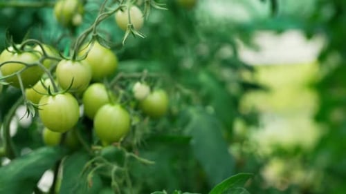 Cultivated Tomato Plants Growing on Branch in Greenhouse Interior Harvest