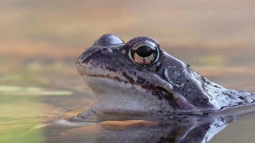 Brown frog (Rana temporaria) close-up in a pond.