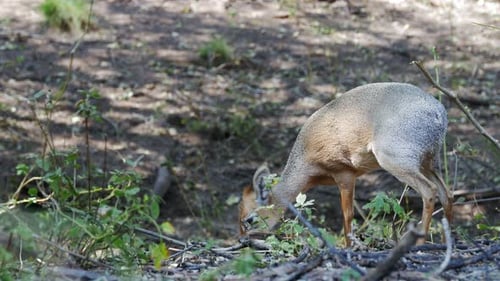 Full length Dikdik close shot eating in forest
