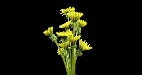 Zeitraffer beim Öffnen einer Pusteblume, Nahaufnahme, Makroaufnahme einer blühenden Blumengruppe, Zeitlupe