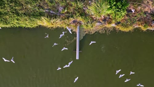 Birds Fly Near Water Pipe From Above