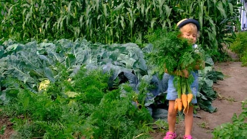 a Child Harvests in the Garden Selective Focus
