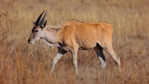 Junges Elandkalb läuft im trockenen Gras im afrikanischen Savannenbusch, Zeitlupe