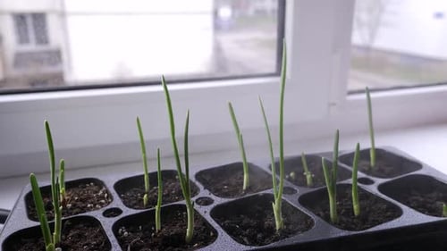 301p. Plant sprouts in a tray on the windowsill in the rooms are sprayed with water. The concept of