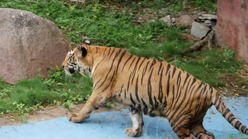 A tiger walking in water and through grass, in various settings