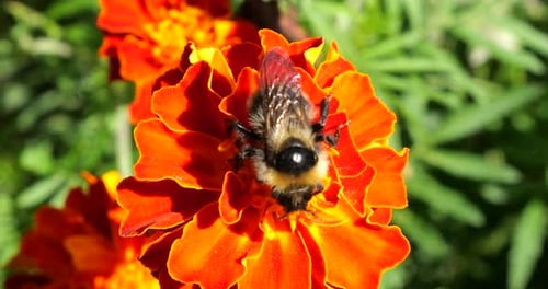 Bumblebee on marigolds flower. Summer macro shooting.