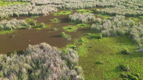 Aerial View of Vibrant Tropical Wetland Ecosystem