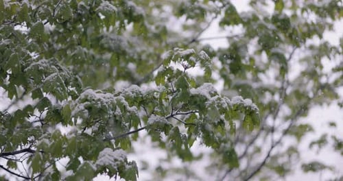 Snowfall on green spring leaves. The non-punishability of weather and climate change on planet