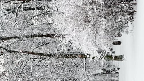 A Snowstorm in a Winter Public Park It is Snowing Heavily Snowflakes are Slowly Falling Tree