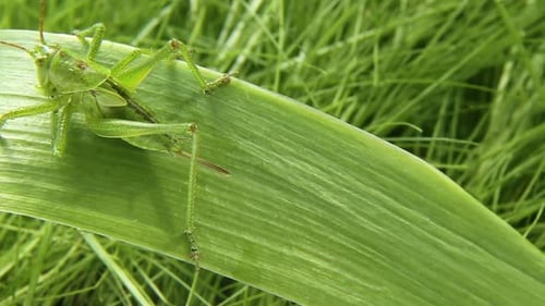 A Green Grasshopper Crawls on a Plant A Grasshopper on a Green Leaf