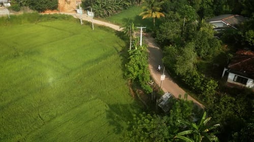Aerial of Couple Ride on Motorbike in Rice Field Plantation Drone Shot of Man Woman Driving