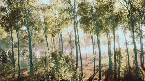Green Birch Forest at Sunset