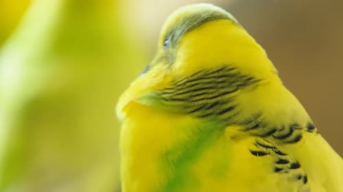 El pájaro amarillo está en la luz de fondo de una rama cortada