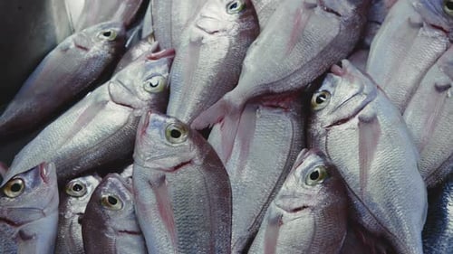Fish And Seafood On The Market Counter