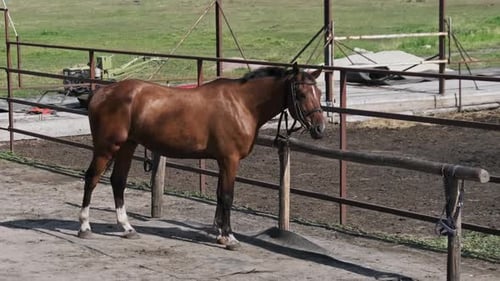 Brown Horse Standing Quietly in Farm Paddock
