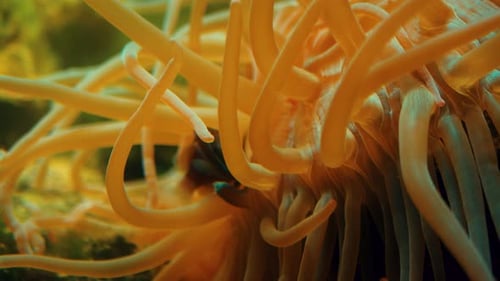 Cute, small clown fish peacefully playing among the anemone coral in a small little reef whilst the