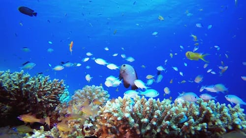 Soft-Hard Corals Colourful Fish