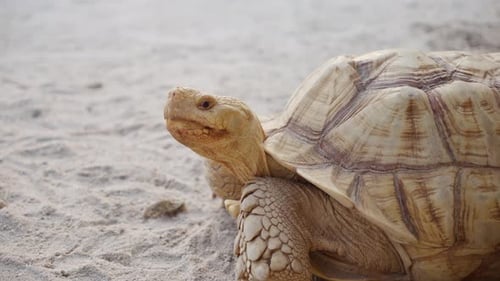 Curious African spurred tortoise standing on sandy ground