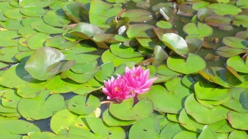 Pink Water Lilies Blooming Among Green Lily Pads
