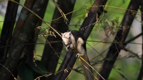 Curious Squirrel Perched on Tree Branch Amid Lush Greenery
