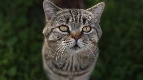 Gray Tabby Cat Close Up Looking Up