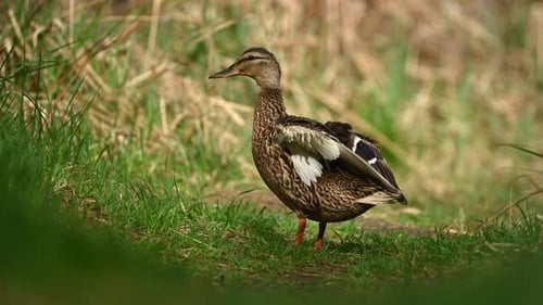 Female Mallard Duck Stands and Flaps Wings