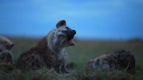 Hyena Cubs Grouped in Kenya Grassland at Blue Hour