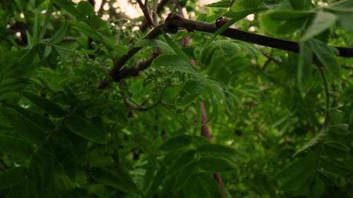 Tree Branches with Green Leafs Against Cloudy Sky in Closeup. Tranquil Nature