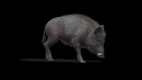 Animated 3D Wild Boar Snorting Alpha Channel Loop