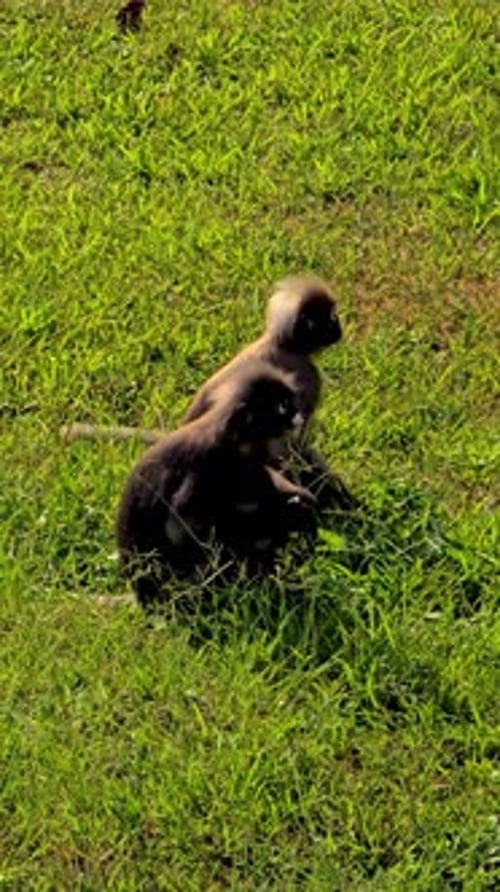 Les singes jouent et explorent les paysages verdoyants de Krabi en Thaïlande
