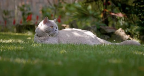 Cute Scottish Cat Lies at Lawn in Summer Garden Scottish Cat Outdoor