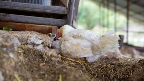 A Chicken Calmly Relaxing in a Beautiful Farm Setting Surrounded By Natures Bounty