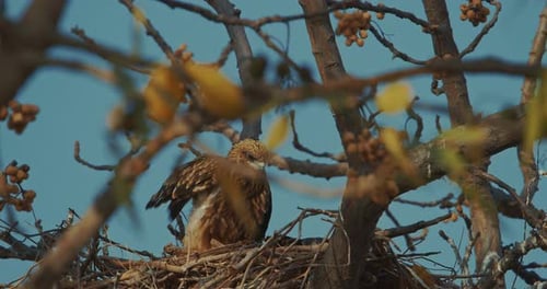 Majestic Raptor Resting in Nest on Tree Branch