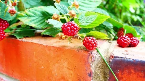 Delicious fresh red juicy raspberry plant growing in fruit garden brick wall closeup