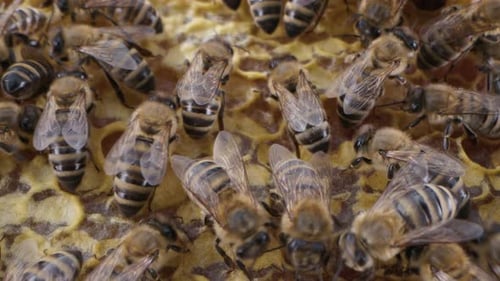 Bees Swarming in Honeycomb Super Macro Footage Insects Working Beehive Honey