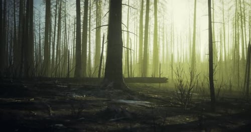 Forest After Wildfire Showcasing Tall Trees Against Golden Light at Dusk
