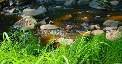 Mountain river in wild nature landscape. Green lush woodland in the morning. Mesmerizing flow of col